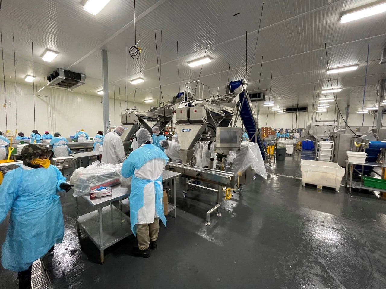 Complete System for Produce Filling Including (2) Weighpack Primolinear C-10 Two-Lane Linear Net Weighers with (2) Incline Infeed Conveyors and Floor Stands - Image 6